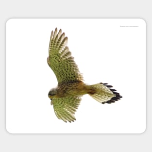 Kestrel in flight Sticker